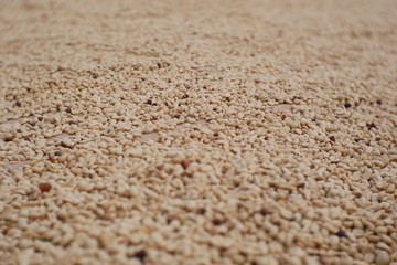 organic dried coffee seed blur background