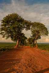 PLANTAÇÃO DE SOJA NA AGRICULTURA DE UMA CIDADE DO INTERIOR DO PARANA