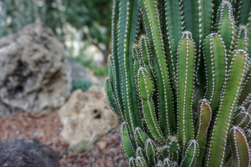 Close up of cactus in the garden