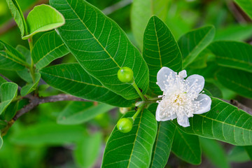 blooming guava flower and bud guava among green guava leaves