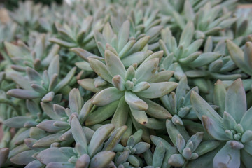 Succulent plant in the garden