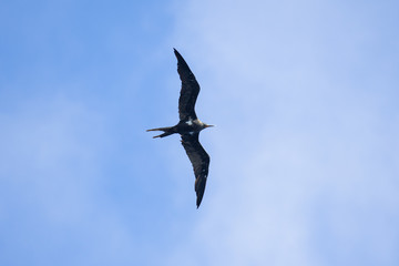 Frigate bird or Fregata andrewsi flying on blue sky.
