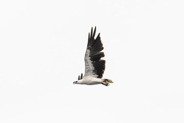 Scientific name :Haliaeetus leucogaster, Family :Accipitridae isolated on white background.