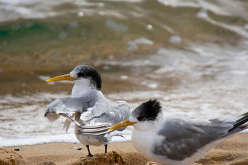seagull on the beach