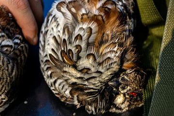grouse lie on the hood of the car