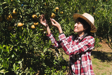 Young female farmer working in field; female gardener freshly harvested orange in farm.