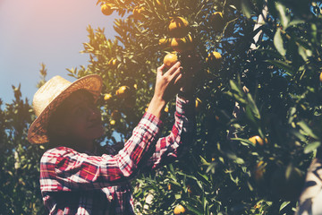 Young female farmer working in field; female gardener freshly harvested orange in farm.