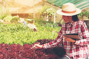 Smart farmer and plant products concept; Female gardener checking freshly plants in farm with tablet and using application for support smart farm