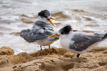 Sea birds on the beach