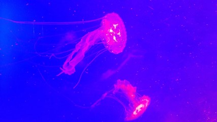 Obraz na płótnie Canvas jellyfish on blue background