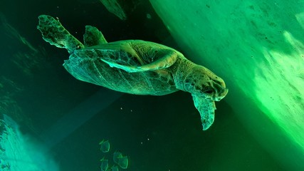 turtle in water
