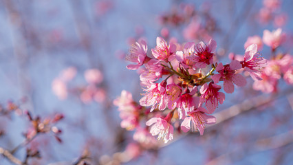Sakura flowers in the nature