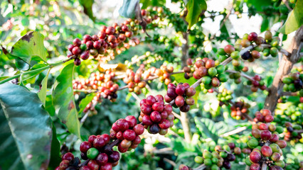 Coffee berry in the coffee plant