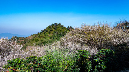 Plum blossom in the nature