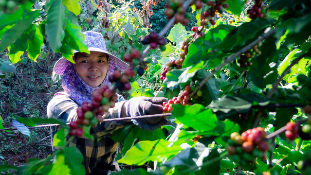 Portrait of Asia women picking coffee in the plant