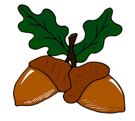 Colorful acorns with leaves on a white background doodle style. Hand-drawn vector illustration for badge