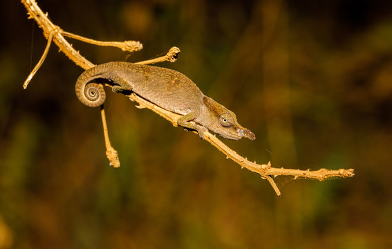 Nose-horned Chameleon at Montagne d'Ambre in Madagascar