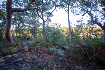 Fototapeta premium Woodland scene from Salt Pan Creek, in the south of Sydney, Australia.