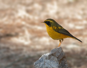 Golden bush robin - Tarsiger chrysaeus