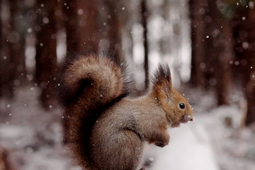 木の実を食べるエゾリス