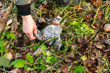 opening of the hunting season, hazel grouse on fallen leaves, autumn hunting and poaching