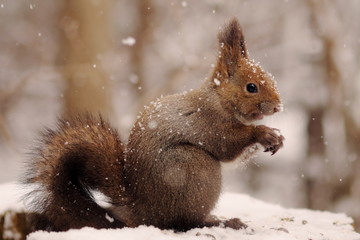 木の実を食べるエゾリス