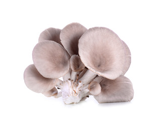 mushroom isolated on white background