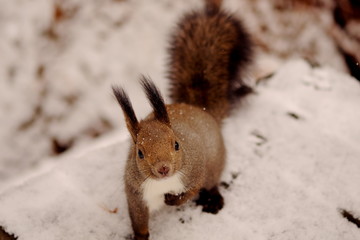 木の実を探すエゾリス