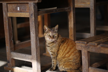 のんびり暮らす猫