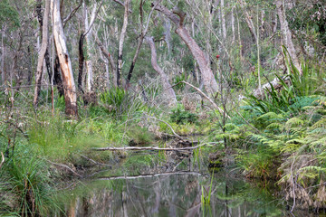 Open woodland in Sydney's winter.