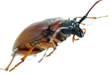 This is a titan beetle or beetle titanium or Longhorned Beetles taken photo from Thailand, Isolated