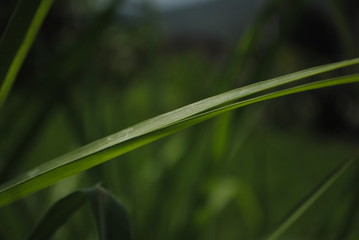 Fototapeta na wymiar morning dew on the grass