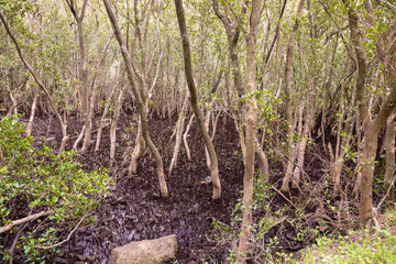 Fototapeta na wymiar Mangroves growing on the Georges River, Sydney, Australia.