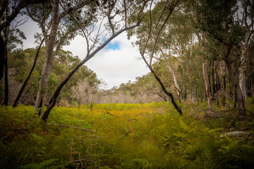 Open woodland in Sydney's winter.