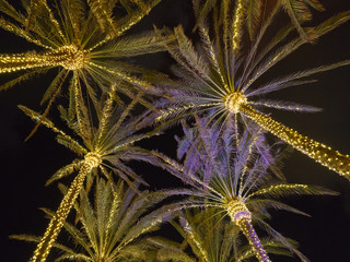 Silhouettes of palm trees wrapped with white lights. White lights hanging from top creating patterns shot in night sky. Concepts of tropical vacations, Christmas celebration and touristic lifestyles