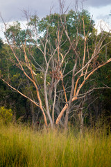 Open woodland in Sydney's winter.