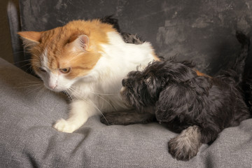 Schnauzer puppy plays with ginger cat on the sofa, close up portrait.