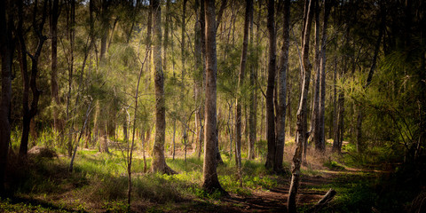 Fototapeta premium Open woodland in Sydney's winter.