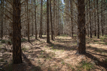 Fototapeta premium Tall pine trees in the Belanglo State Forest about 150km south-west of Sydney, Australia.