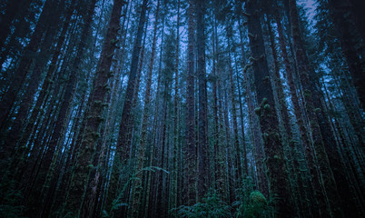Dark forest