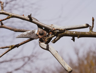 Secateurs hanged on a pear branch. Pruning pear branches pruners