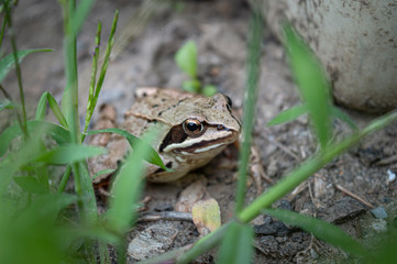 frog in grass