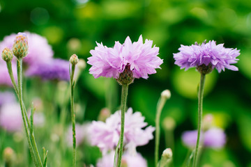 cornflower flowers close up with selective focus