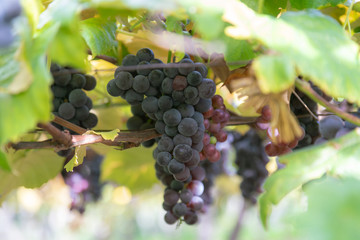 Fresh grape fruit in wineyard close up selectived focus