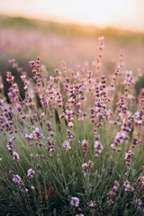 Bright purple lavender flowers in the sunset light. Aromatherapy Soft focus. Natural cosmetic. Provence.