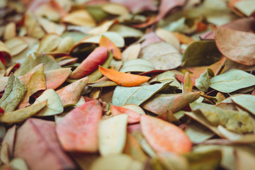 Red dry leaves have fallen on the ground.
