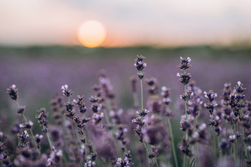 Lavender at sunset on a blurred background of a purple field. Pastel shades. Aromatherapy Natural cosmetic. Soft focus. Fields of French Lavender.