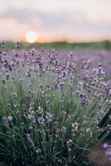 Fototapeta premium Bushes of provence lavender at sunset. Aromatherapy Natural cosmetic. Fields of French lavender. Soft focus.