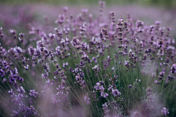 Obraz premium The texture of the lavender field. Pastel purple lavender flowers. Aromatherapy Natural cosmetic. Soft focus.