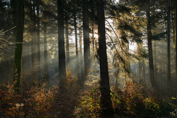 Winterlicht in den Wäldern des Schwarzwaldes